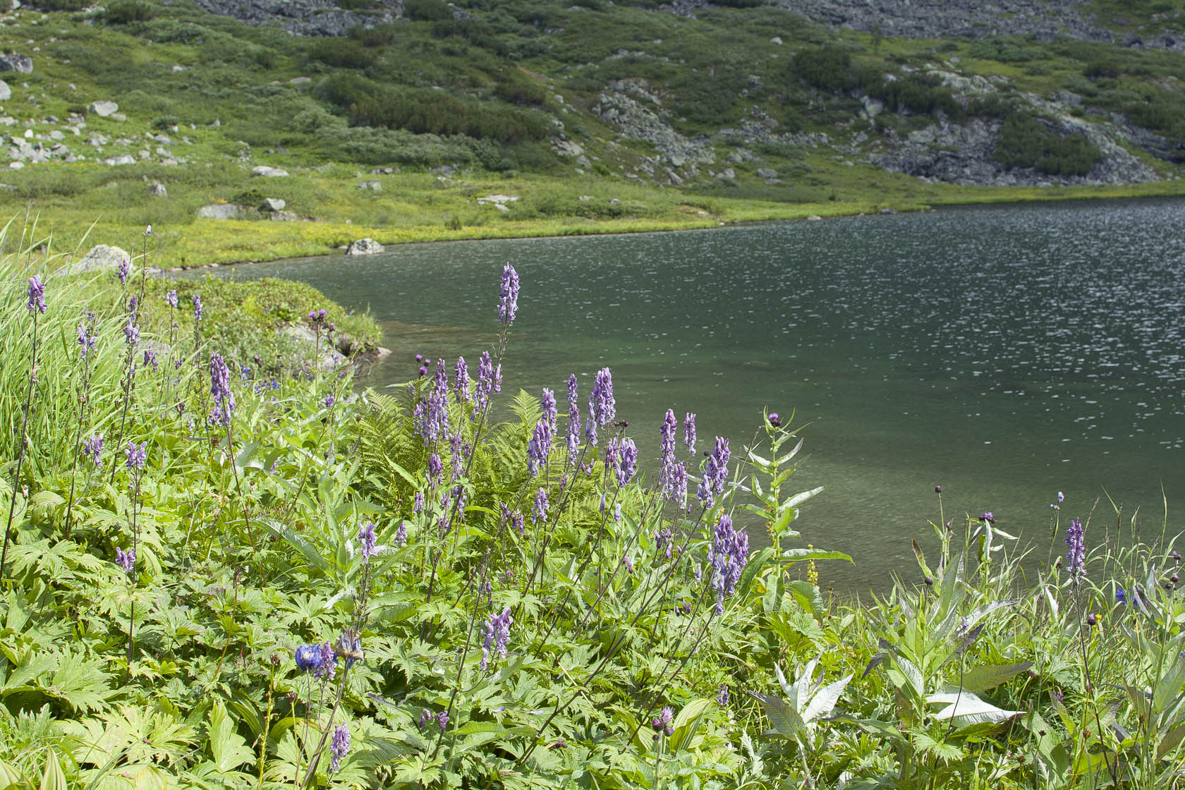 Шумилиха. Среднее озеро., image of landscape/habitat.