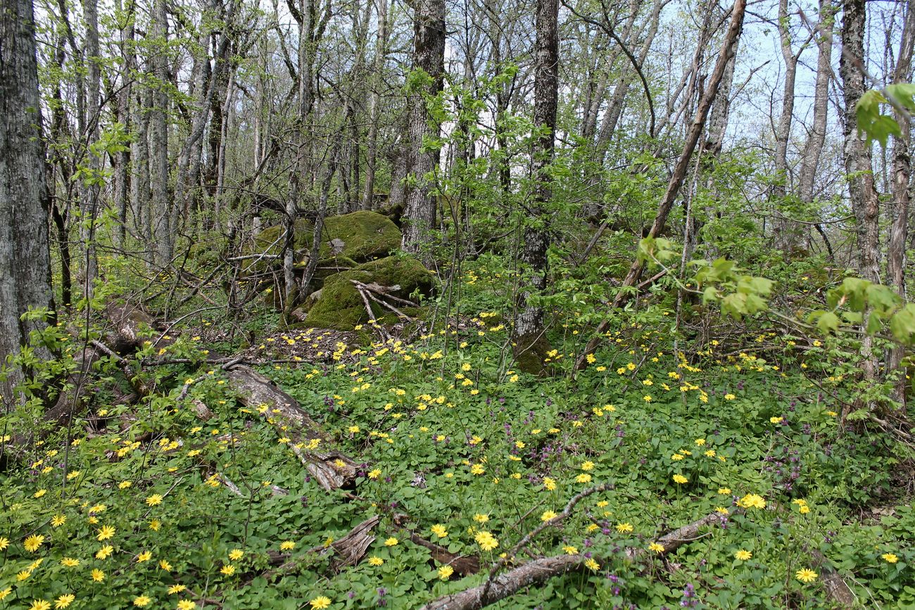 Новый, image of landscape/habitat.