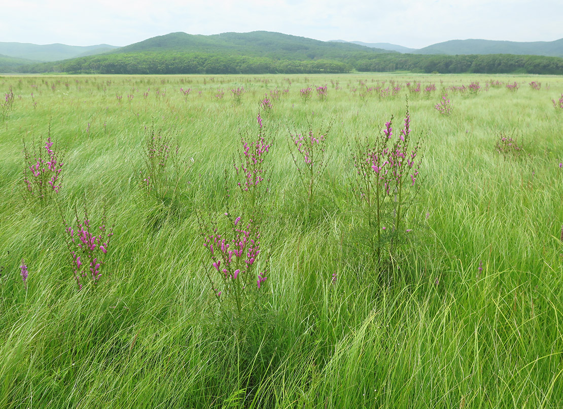 Окрестности бухты Зеркальной, image of landscape/habitat.