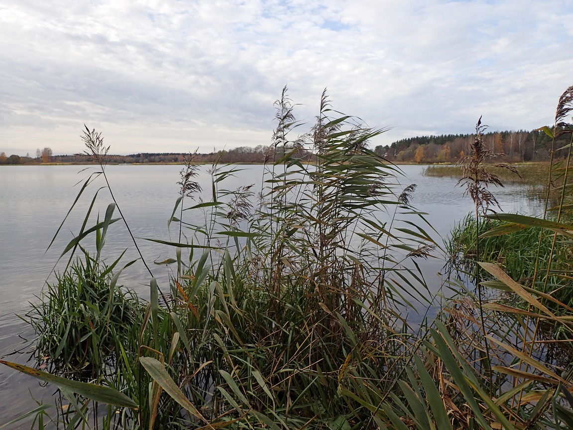 Бурцево, image of landscape/habitat.