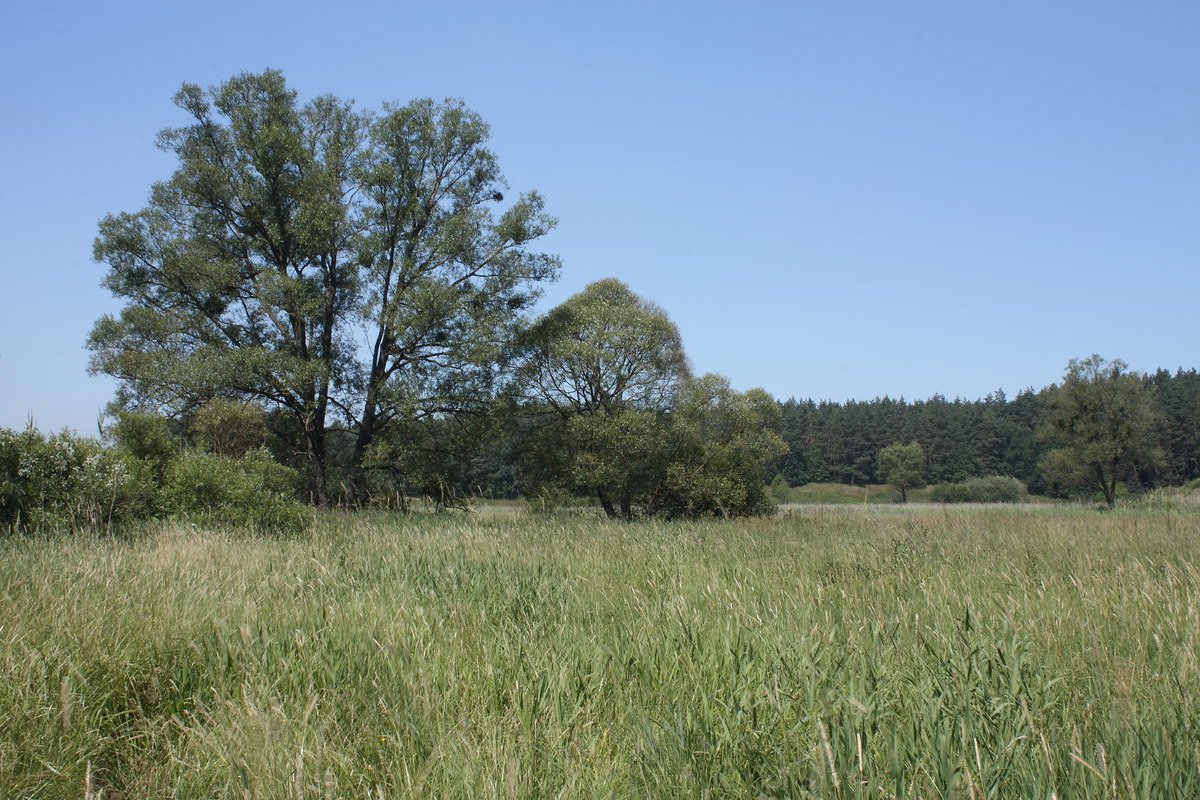 Пойма Ворсклы, image of landscape/habitat.