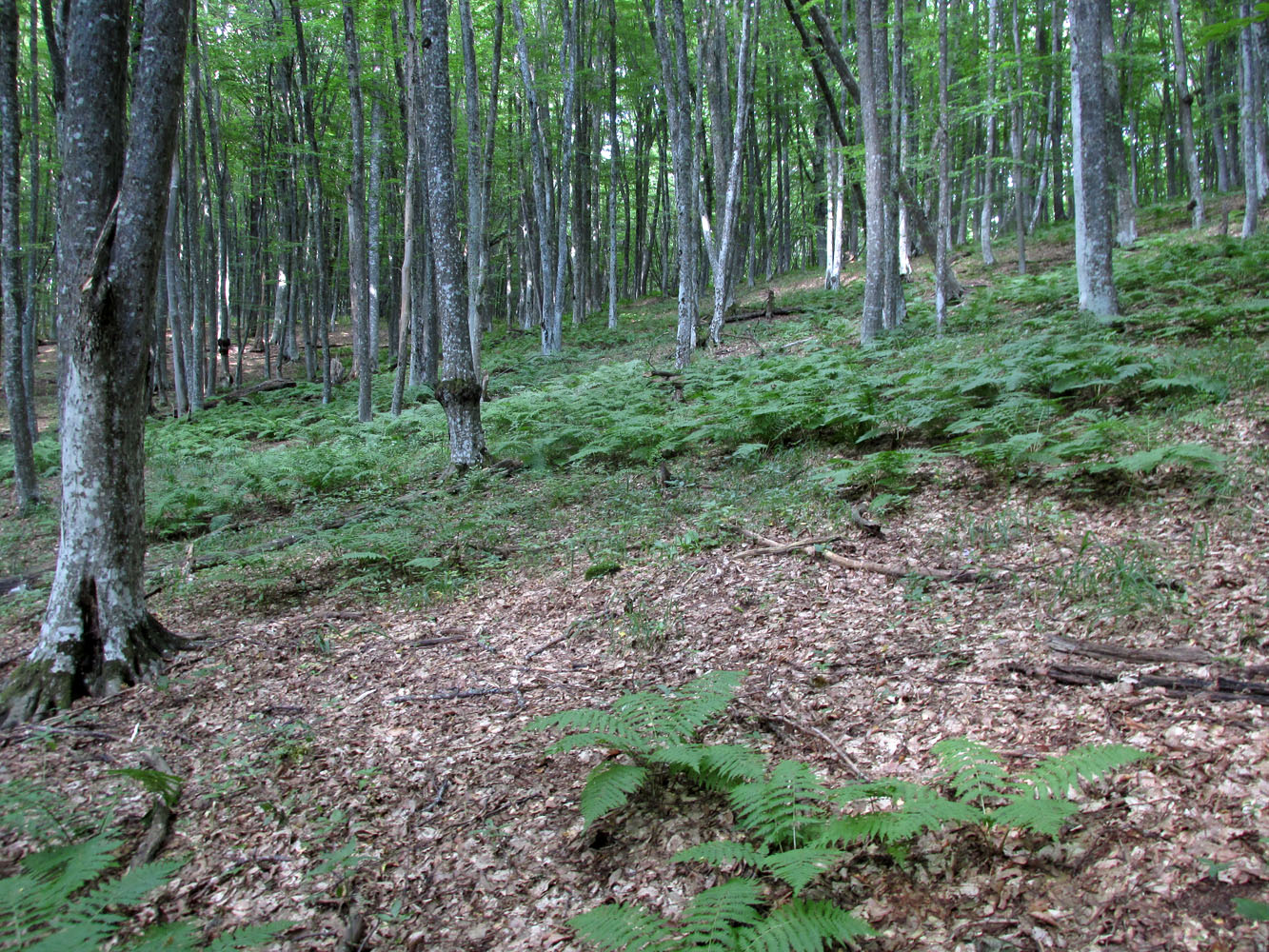 Река Бурульча (верховья), image of landscape/habitat.