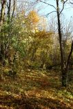 Image of landscape