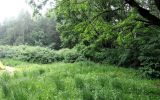 Битцевский лес, image of landscape/habitat.