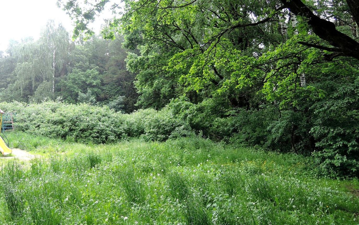 Битцевский лес, image of landscape/habitat.