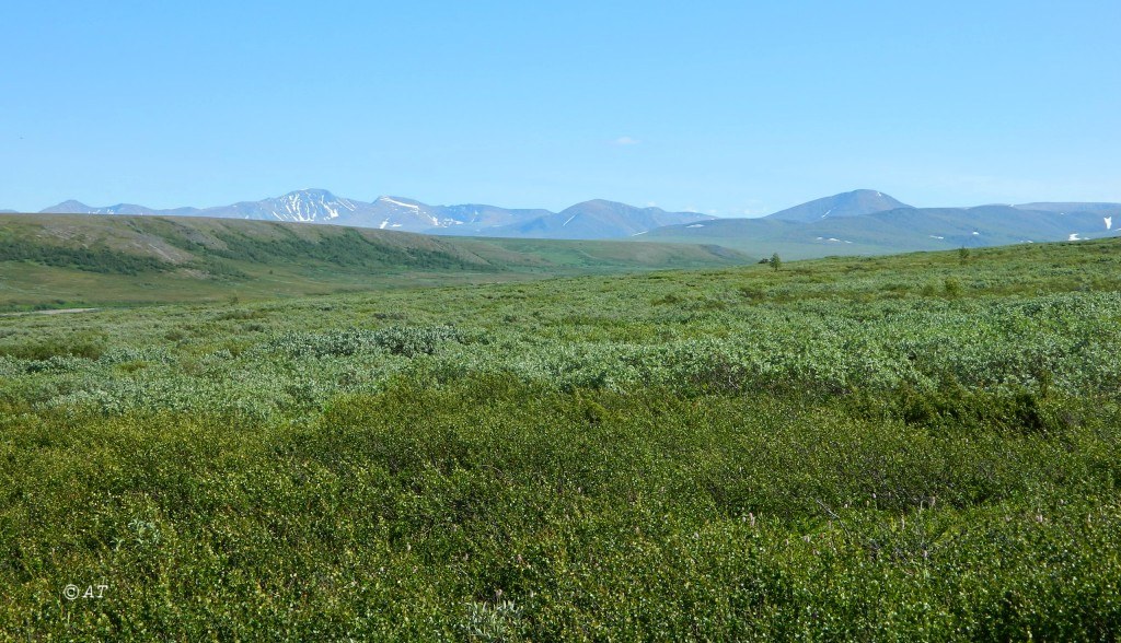 Верховье Юнъяхи, image of landscape/habitat.