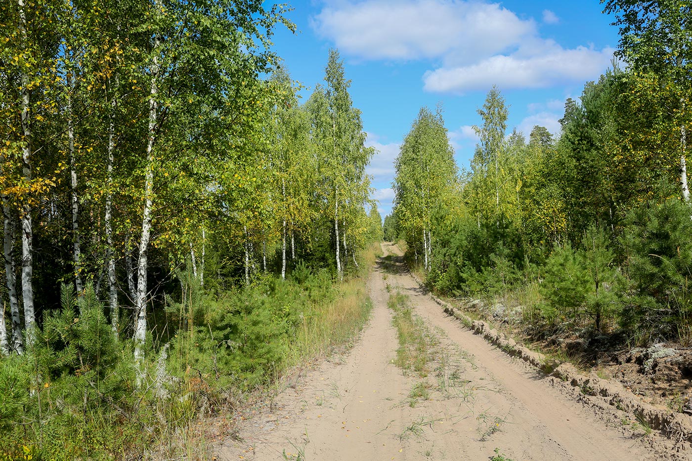 Кунчурихинский бор, image of landscape/habitat.