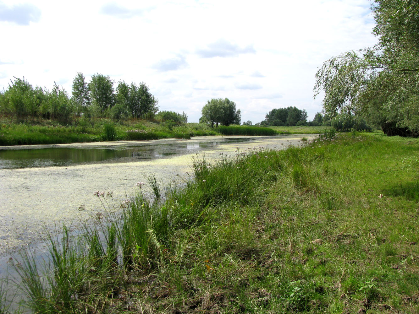 Волго-Ахтубинская пойма, image of landscape/habitat.