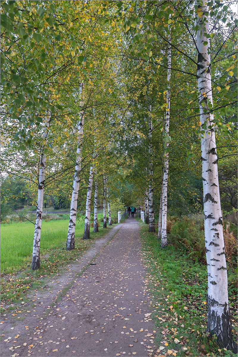 Парк Монрепо, image of landscape/habitat.