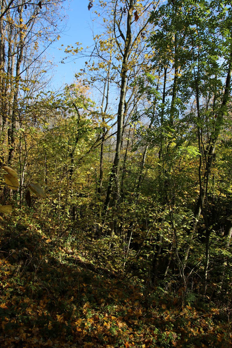 Дудергофские высоты, image of landscape/habitat.
