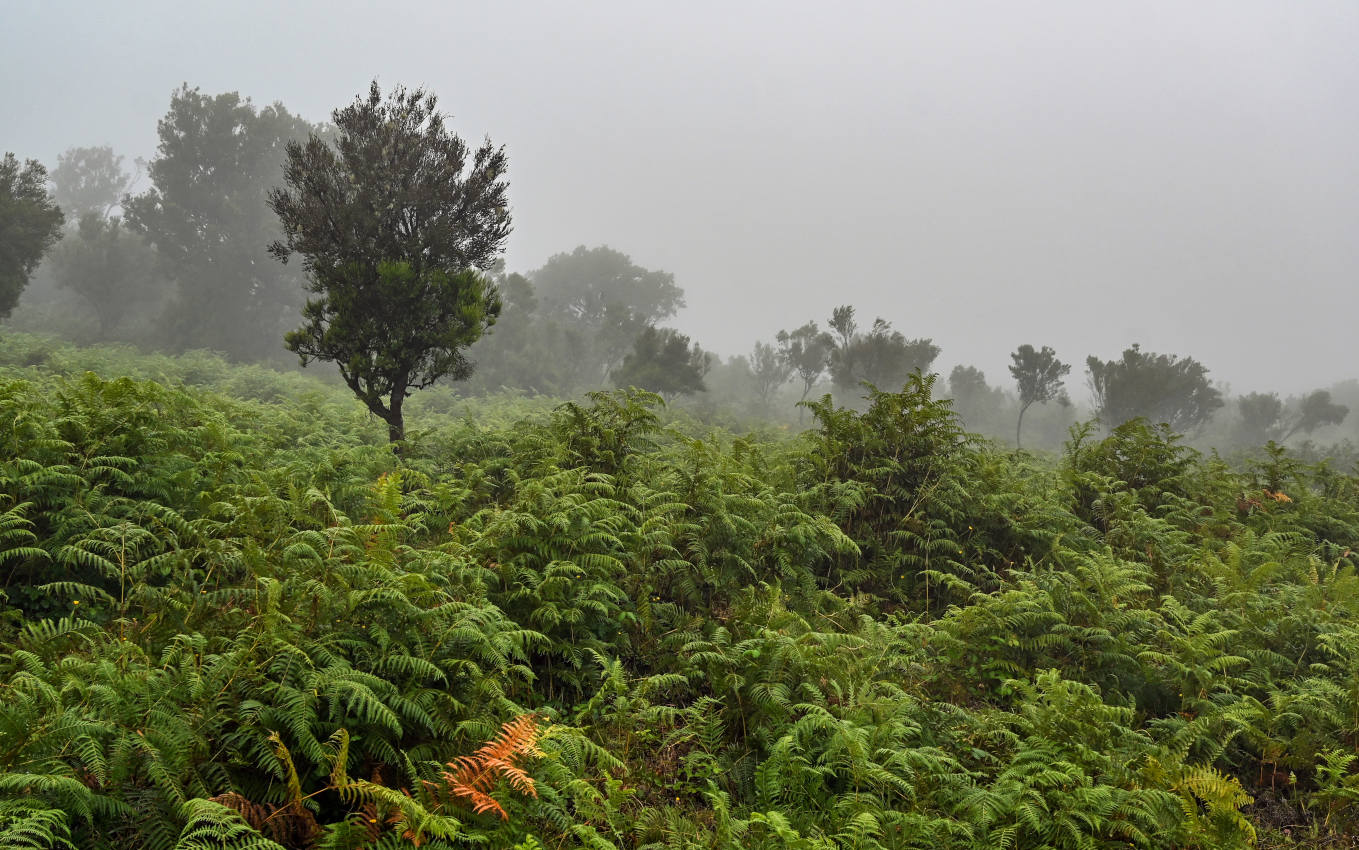 Национальный парк "Фанал", изображение ландшафта.