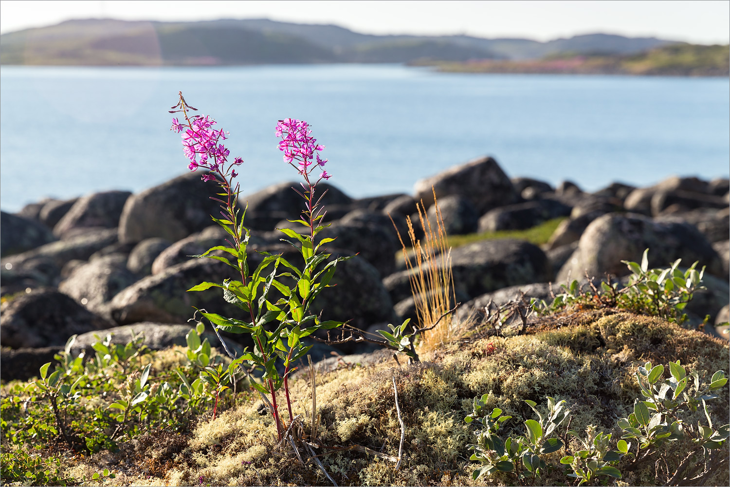 Дальние Зеленцы, image of landscape/habitat.