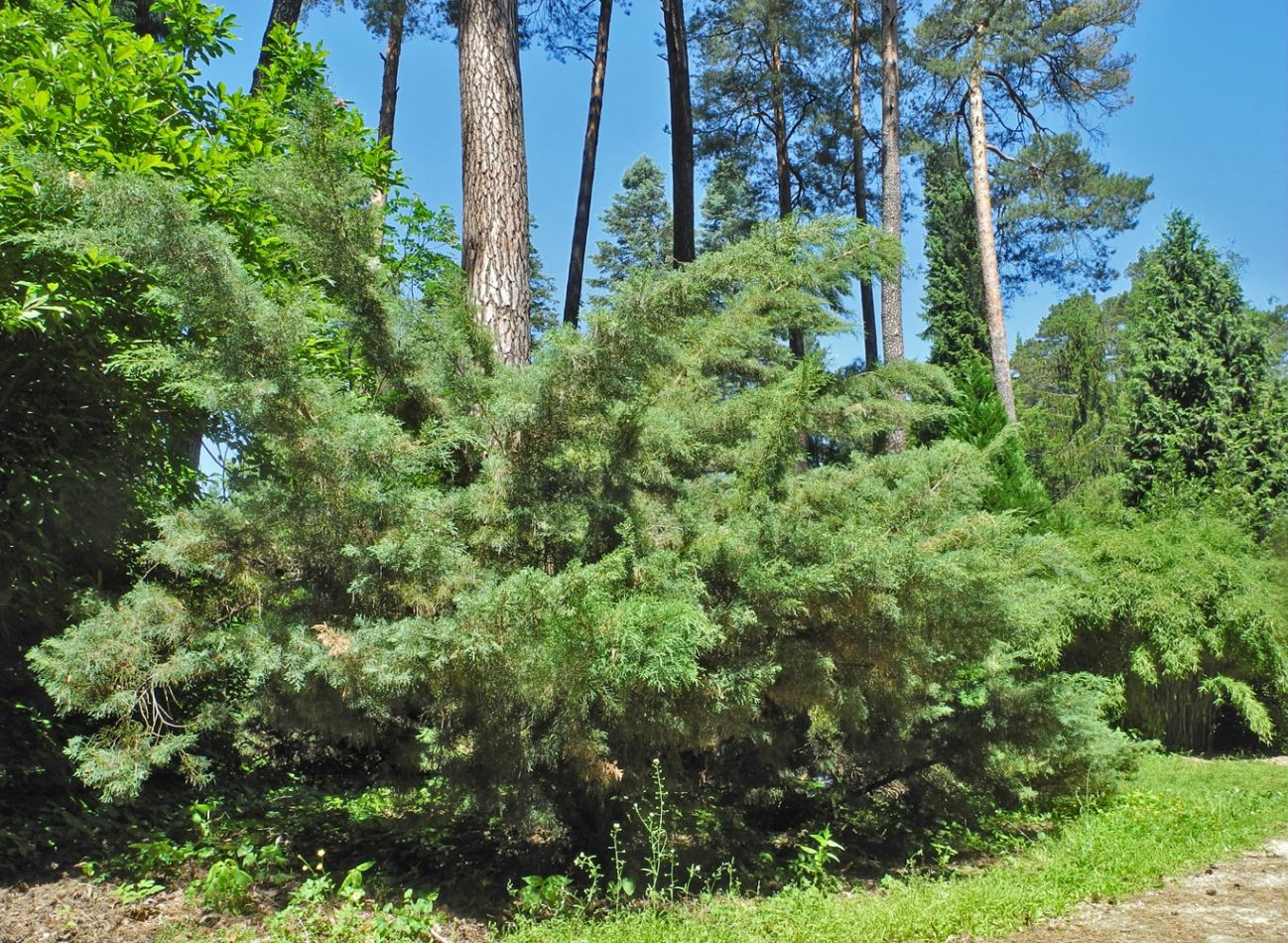 Арборетум в Рогове, image of landscape/habitat.