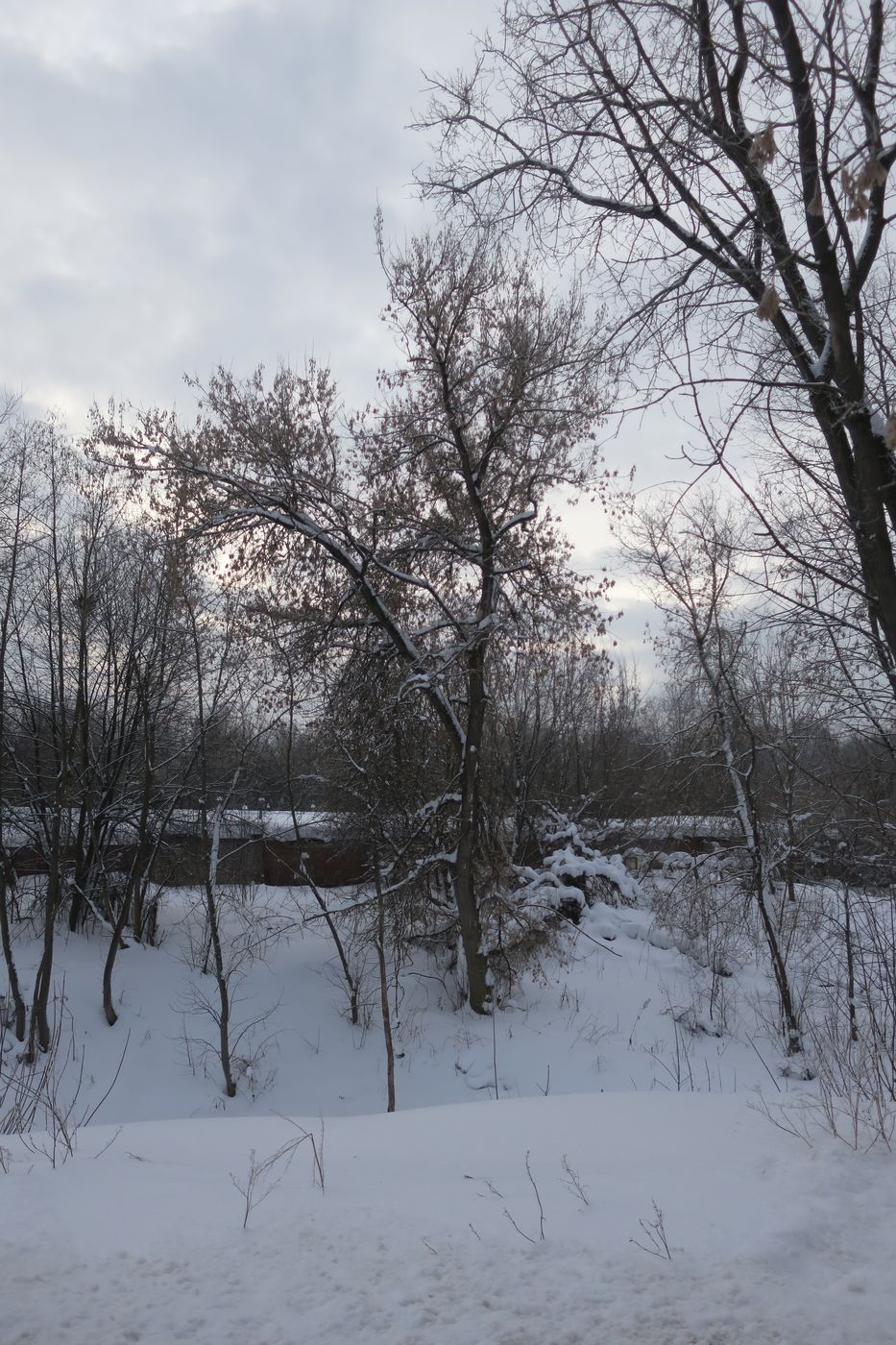 Лосино-Петровский и окрестности, изображение ландшафта.