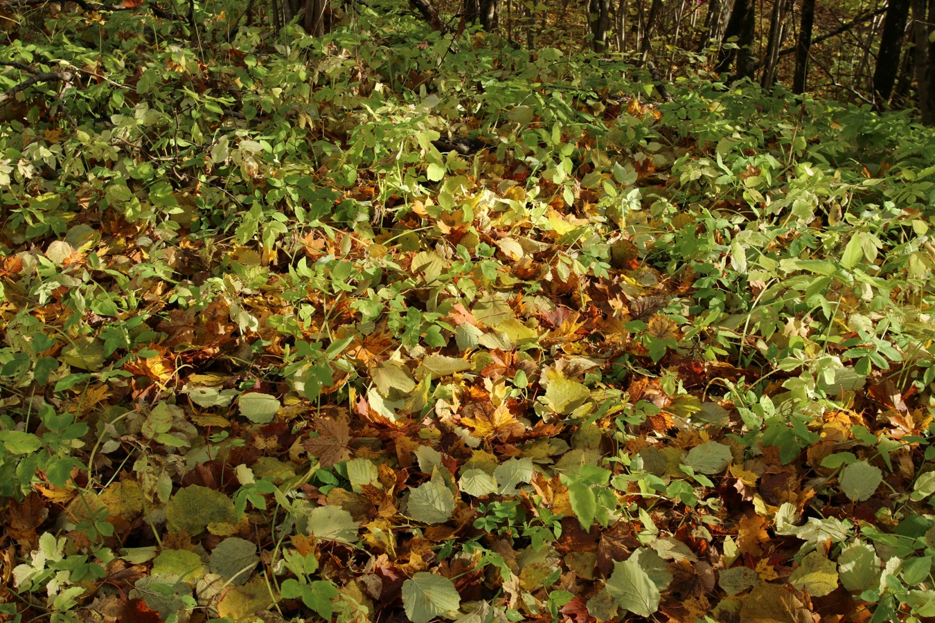 Дудергофские высоты, image of landscape/habitat.