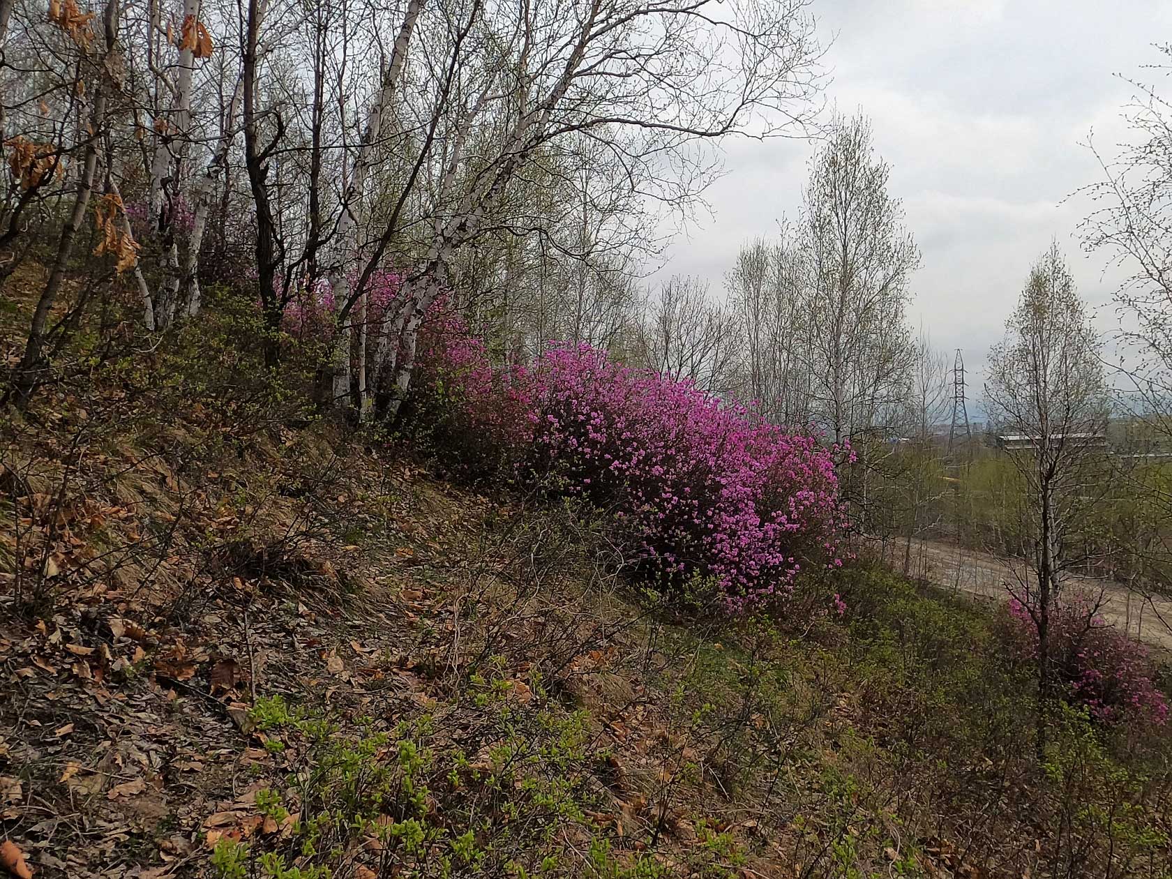 Комсомольск и окрестности, image of landscape/habitat.