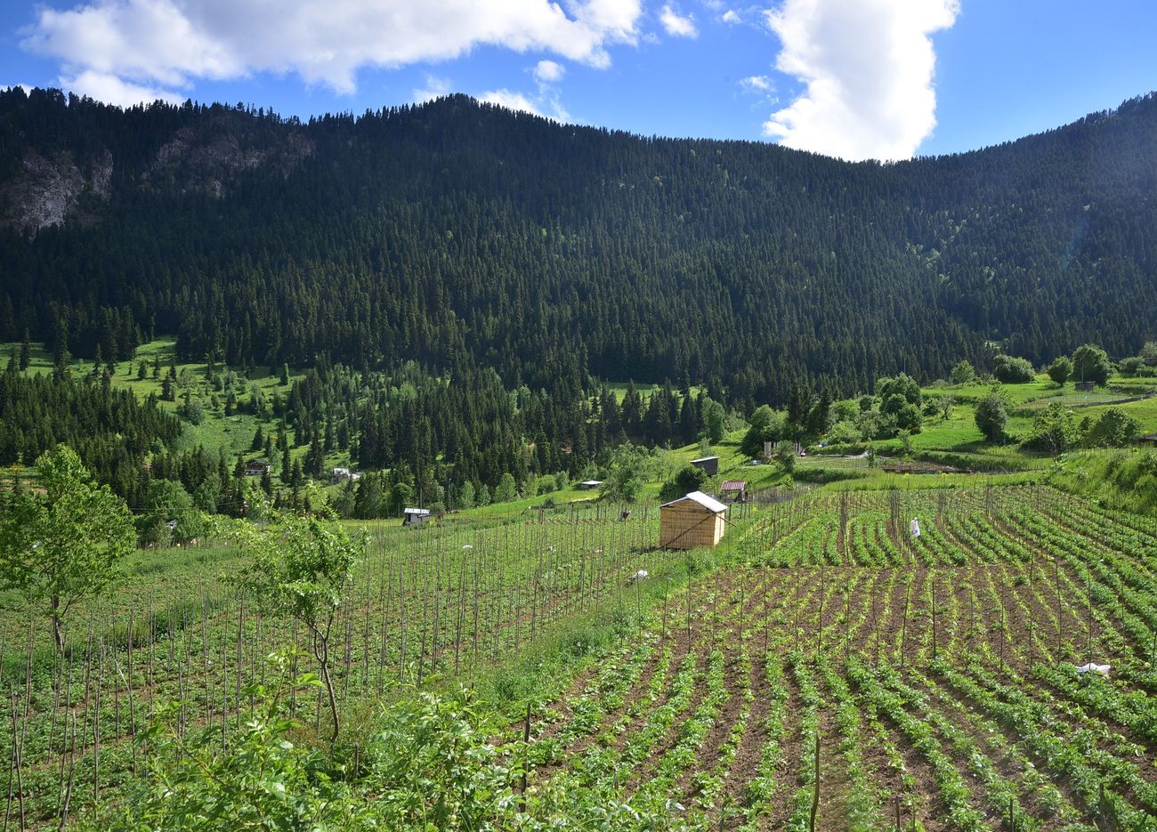 Кашикли, image of landscape/habitat.