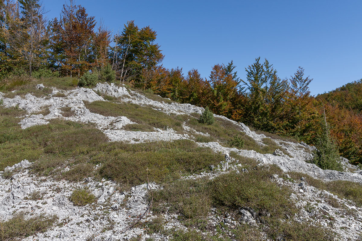 Ловчен, image of landscape/habitat.