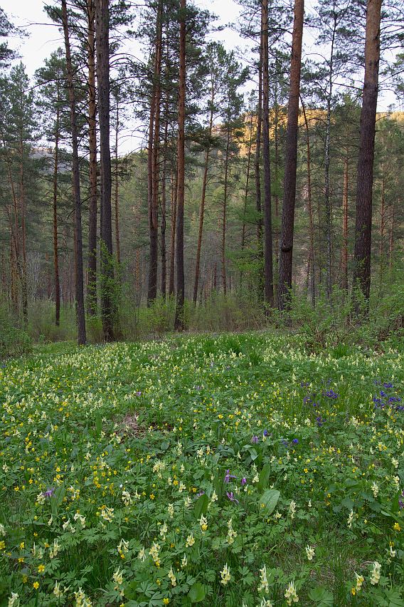 Камлак, image of landscape/habitat.