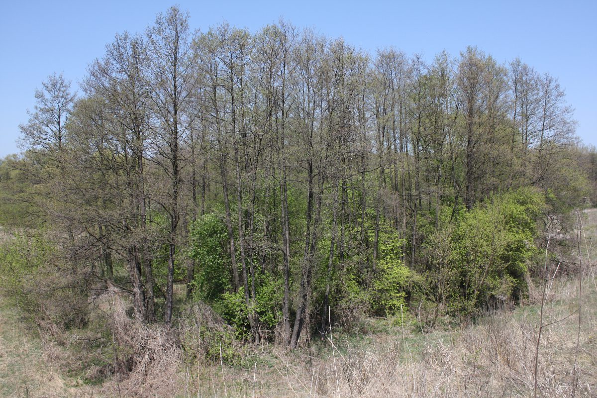 Стенки Изгорья, image of landscape/habitat.