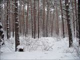 Верхняя Терраса и окрестности, image of landscape/habitat.