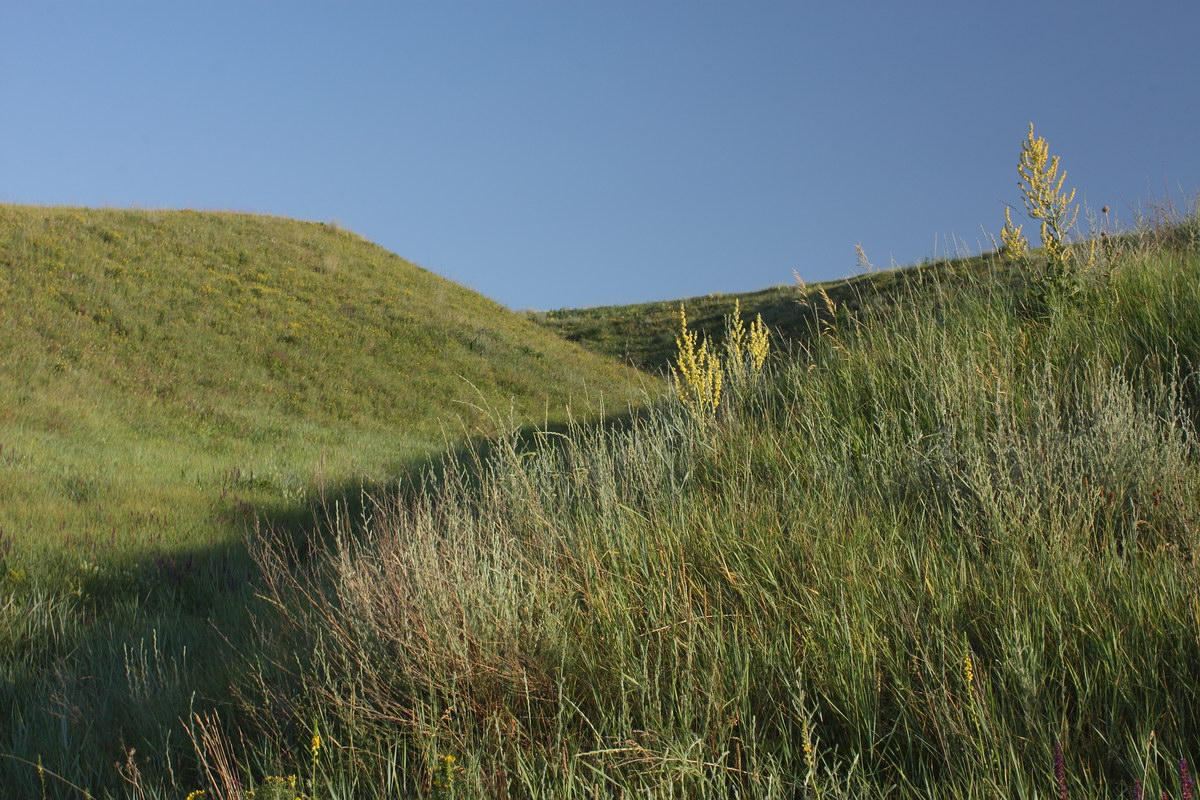 Острасьев Яр, image of landscape/habitat.