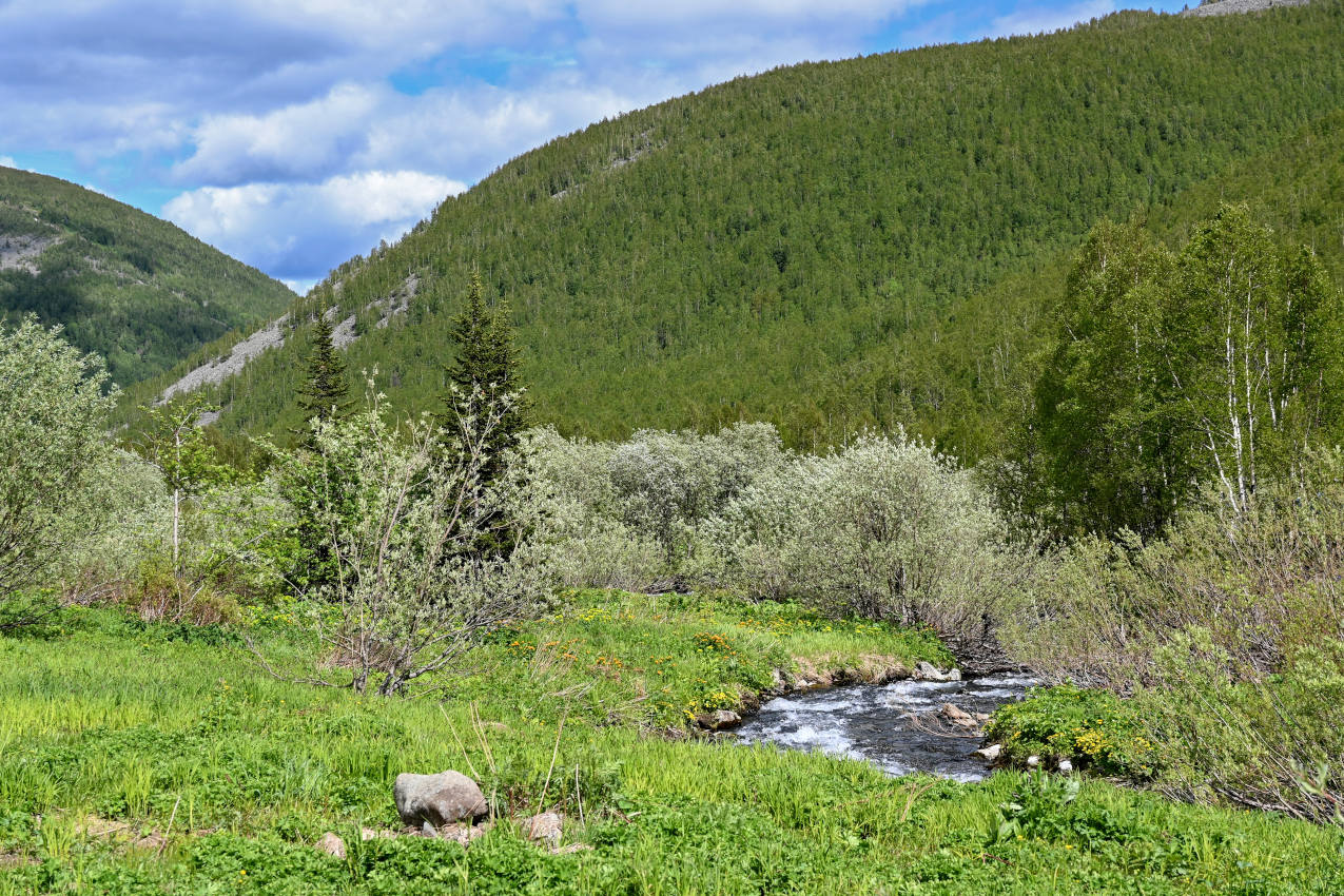 Верховья реки Правая Сарала, image of landscape/habitat.