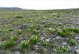 Большая Лагорта, image of landscape/habitat.