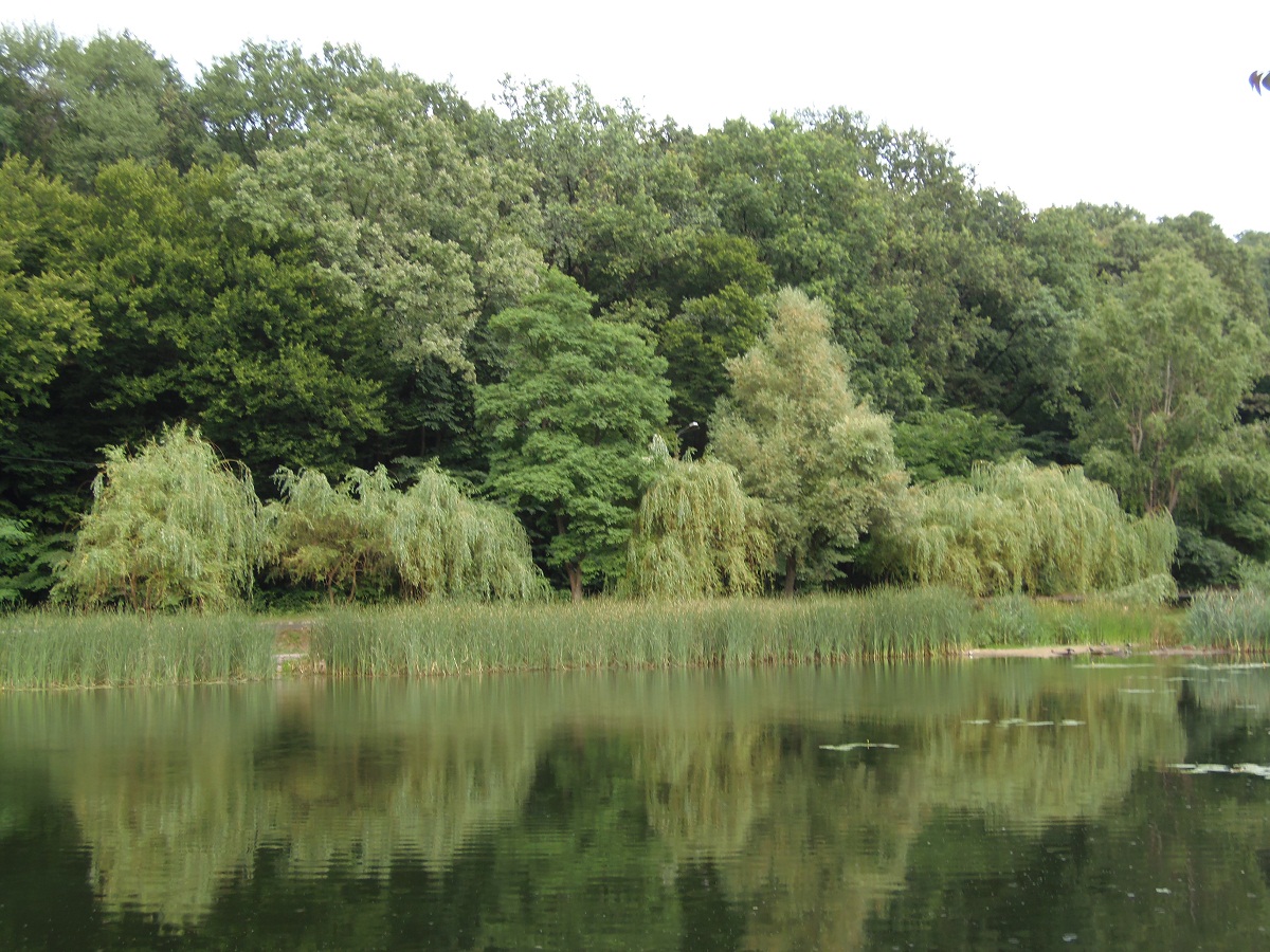 Голосеевский парк, image of landscape/habitat.