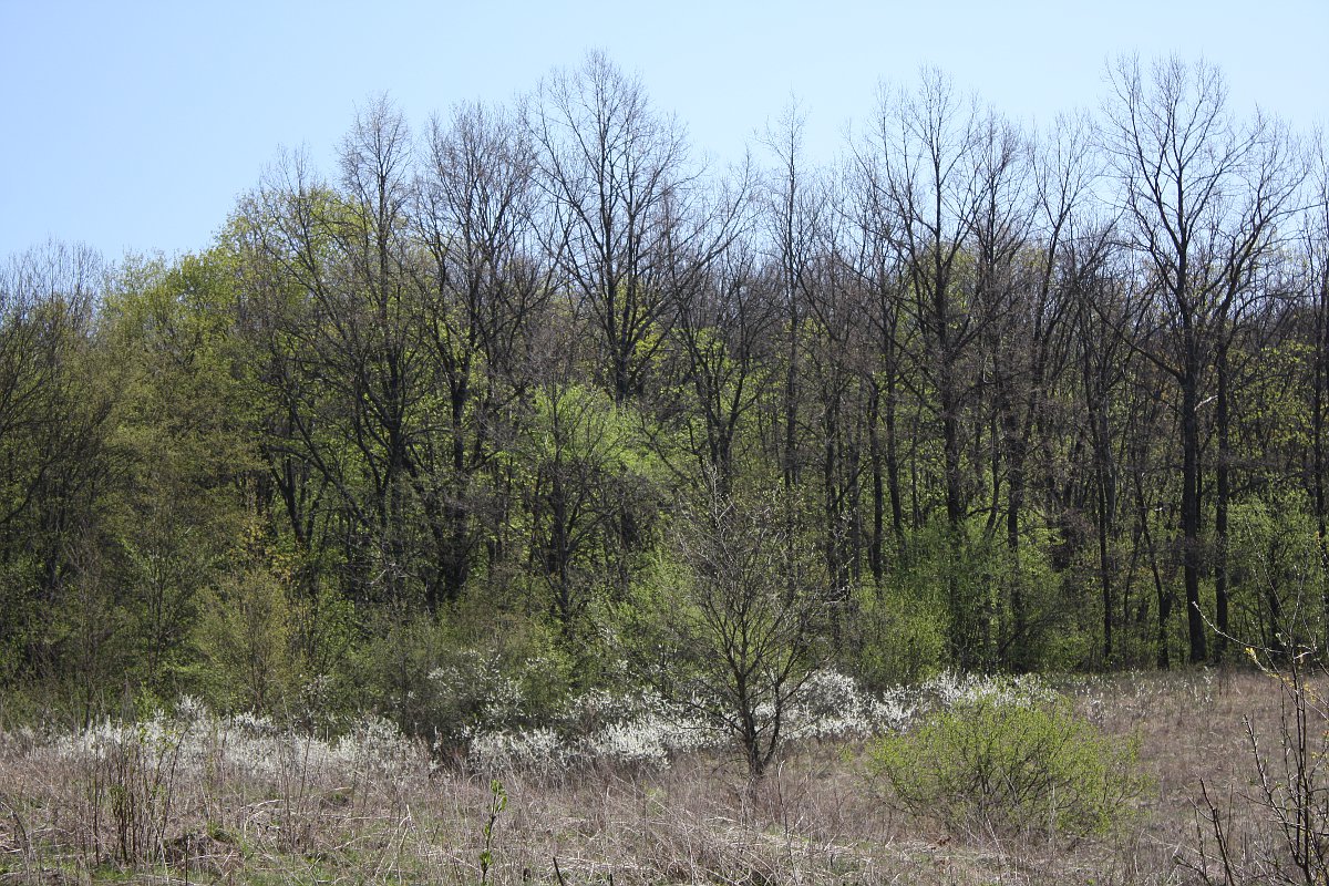 Стенки Изгорья, image of landscape/habitat.