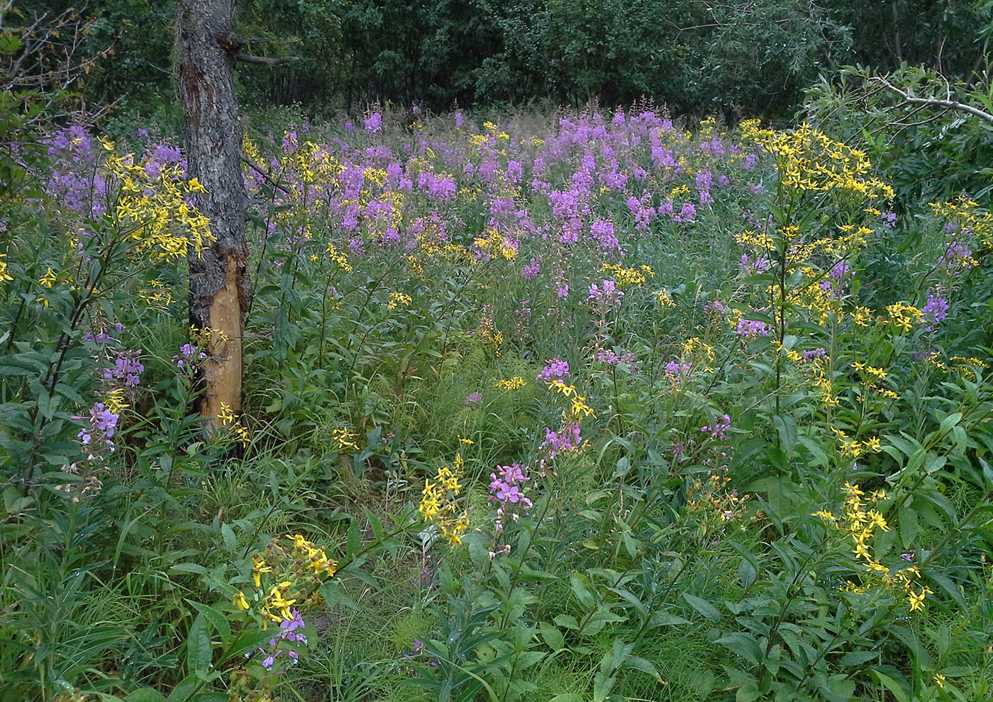 Ханмей в окрестностях Обской, image of landscape/habitat.