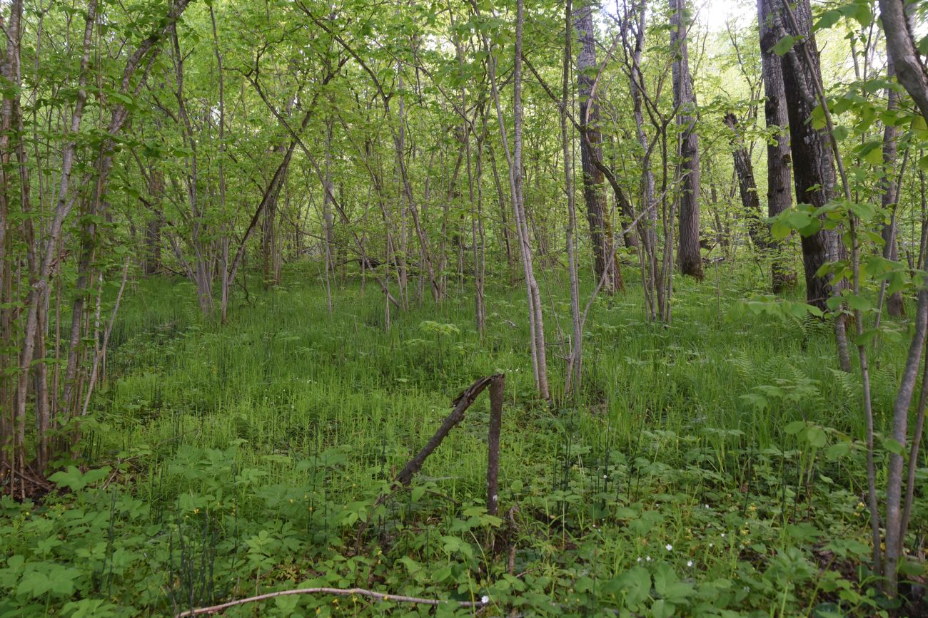 Окрестности устья ручья Исьма, image of landscape/habitat.