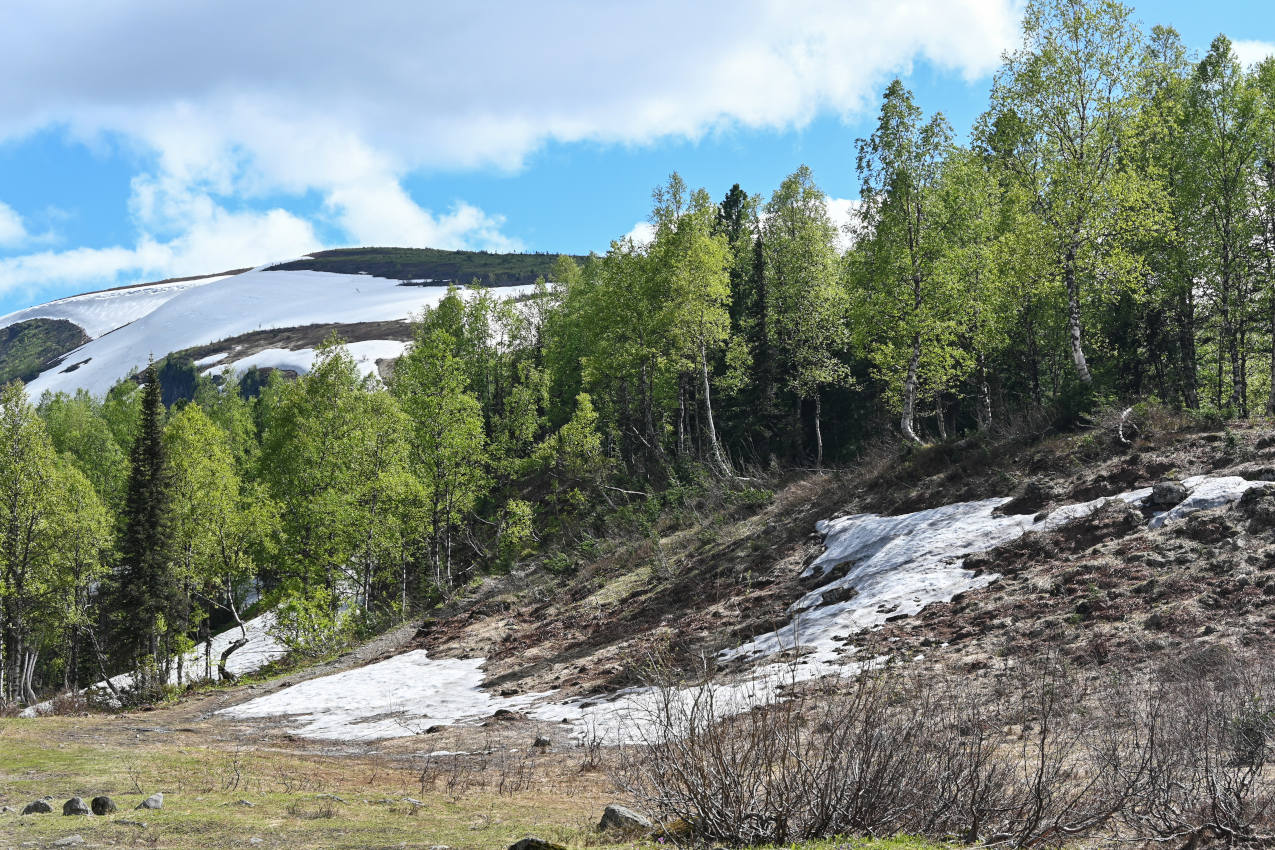 Верховья реки Правая Сарала, image of landscape/habitat.