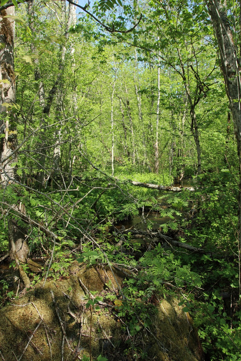 Ламошка, image of landscape/habitat.