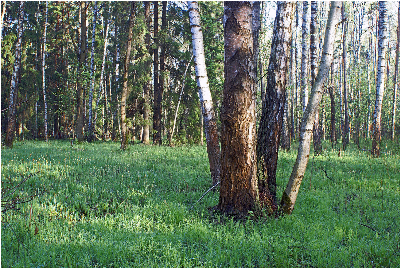 Окрестности Хрипани, image of landscape/habitat.