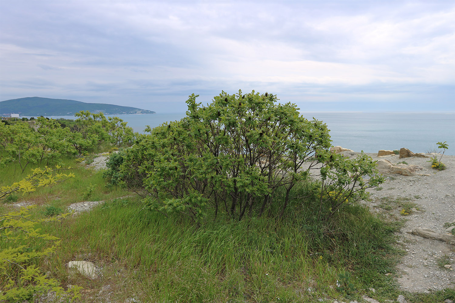Берег моря у мыса Пенай, image of landscape/habitat.