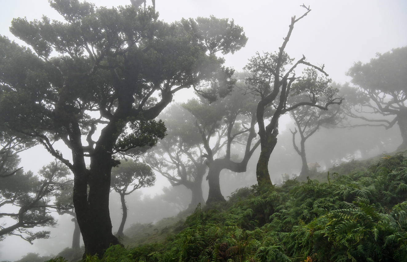 Национальный парк "Фанал", изображение ландшафта.