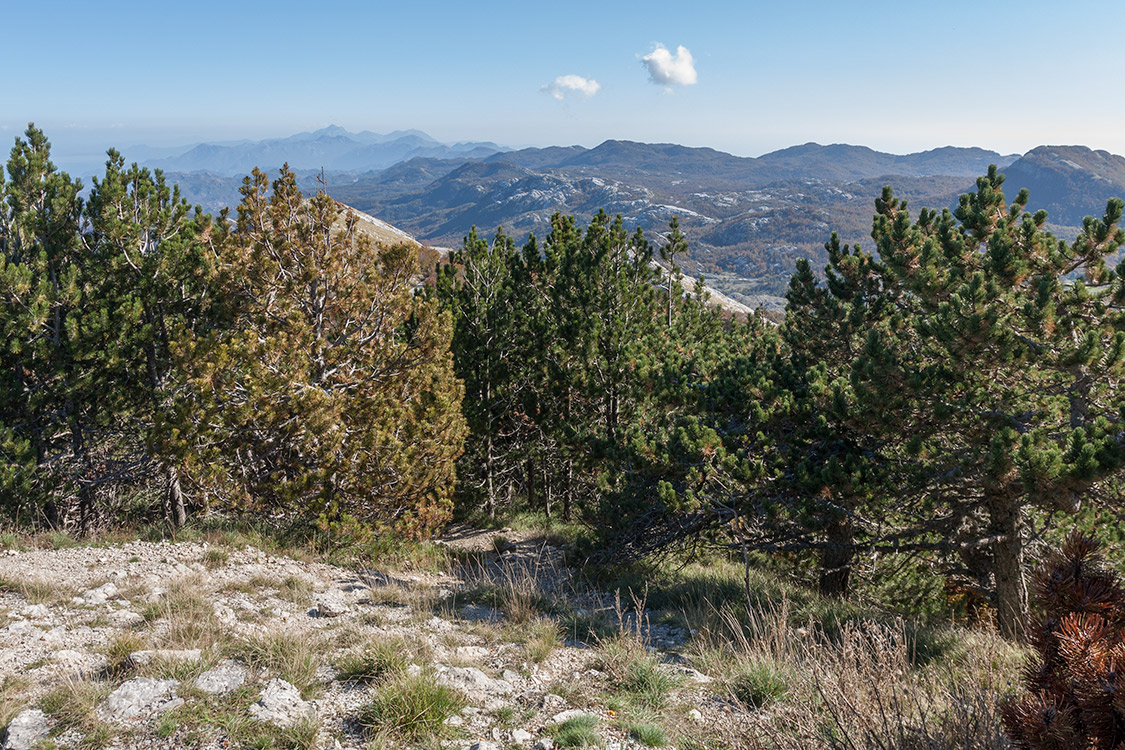 Ловчен, image of landscape/habitat.