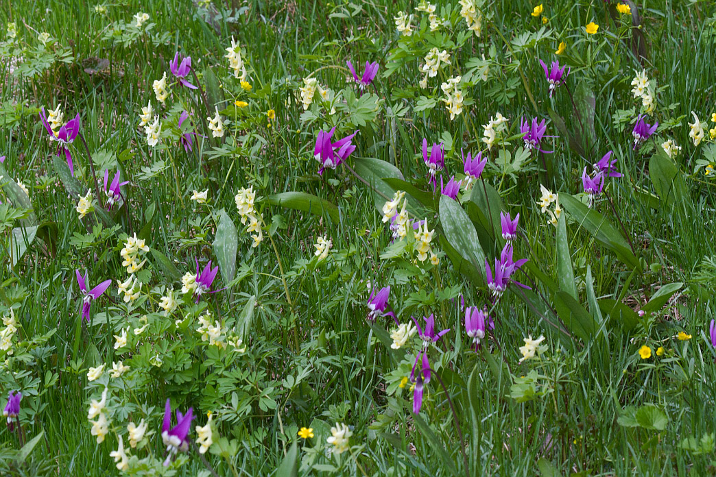 Камлак, image of landscape/habitat.