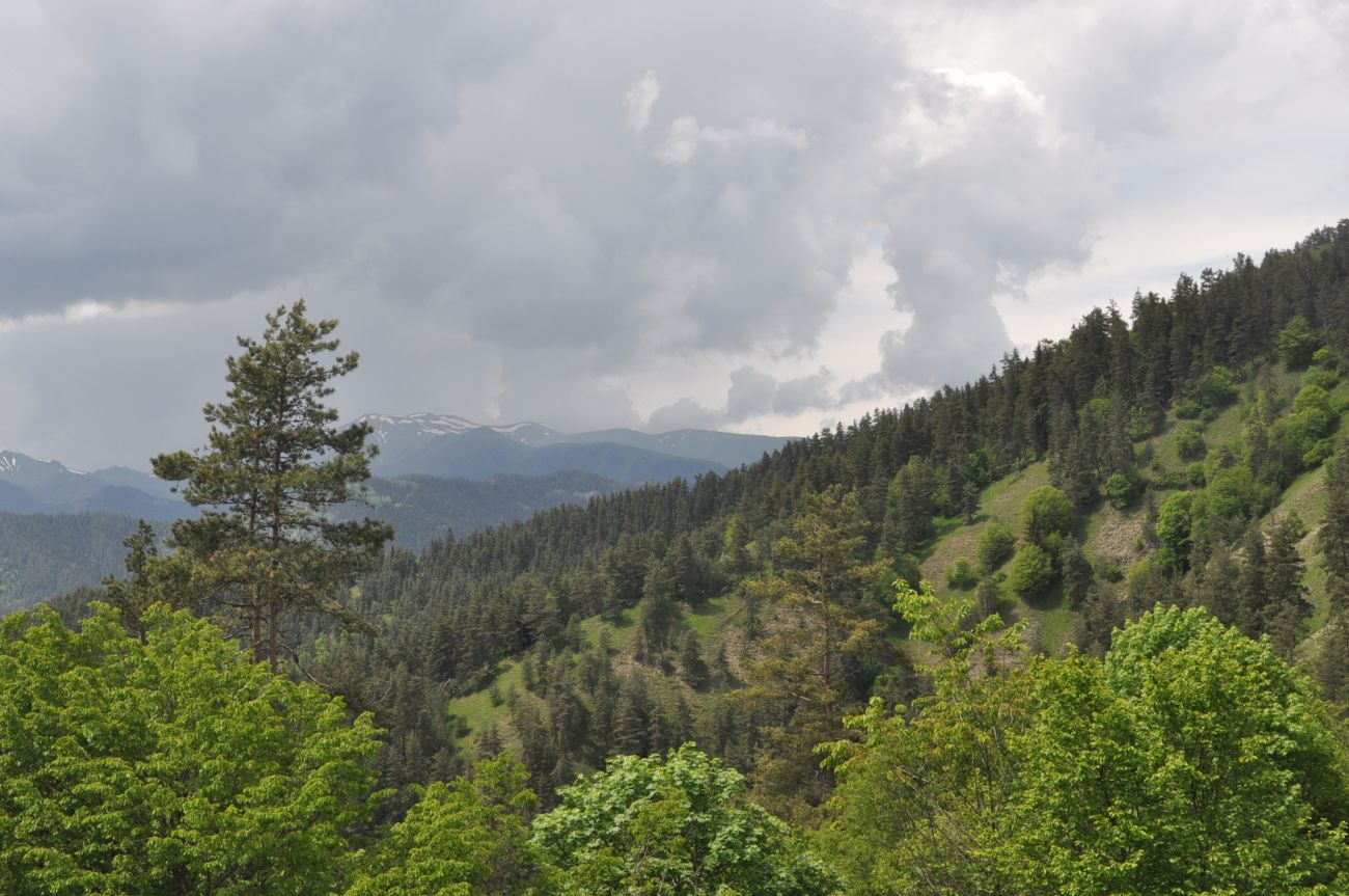 Нац. парк "Боржоми-Харагаули", image of landscape/habitat.