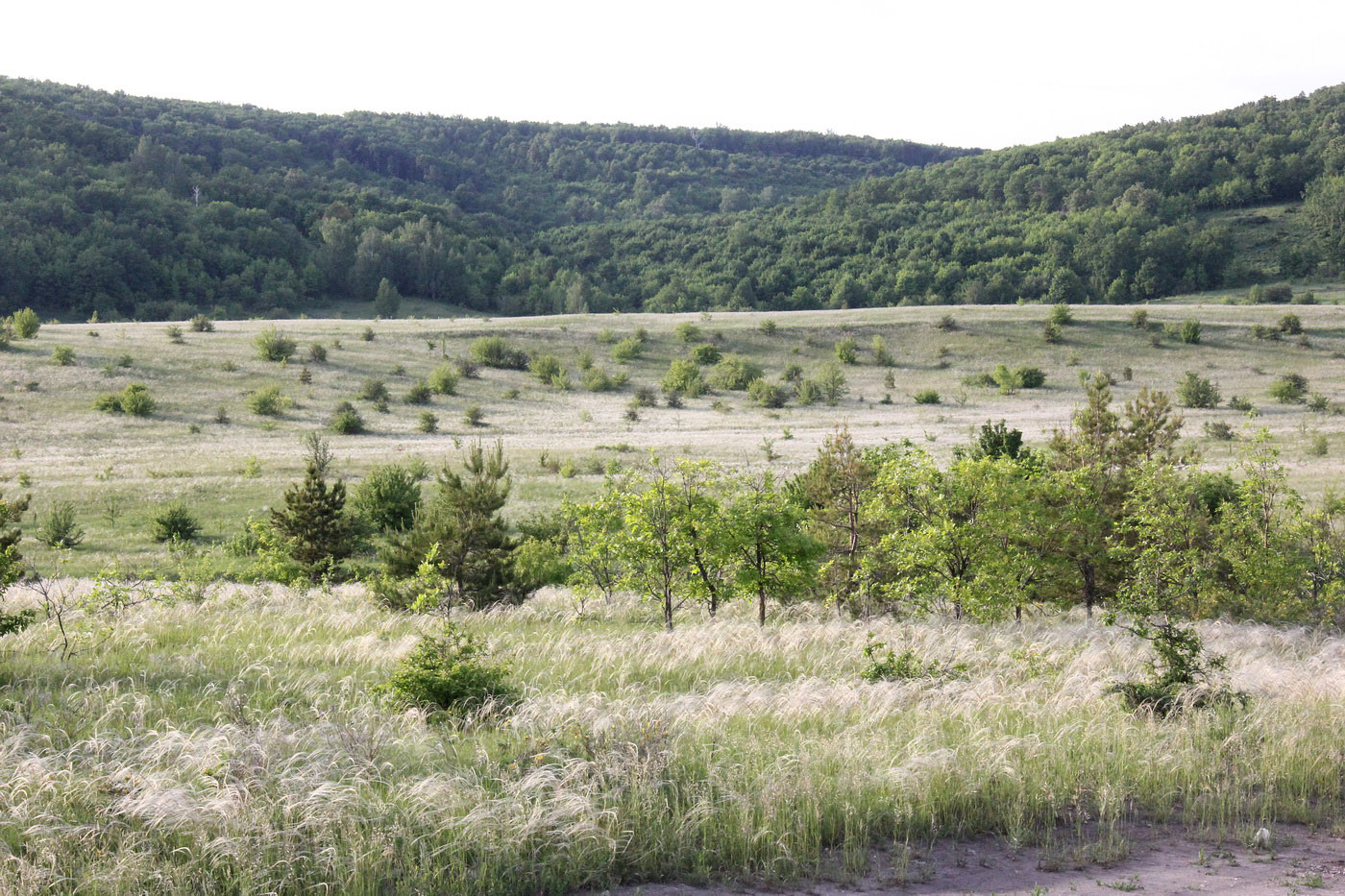 Окрестности посёлка Алексеевка, image of landscape/habitat.