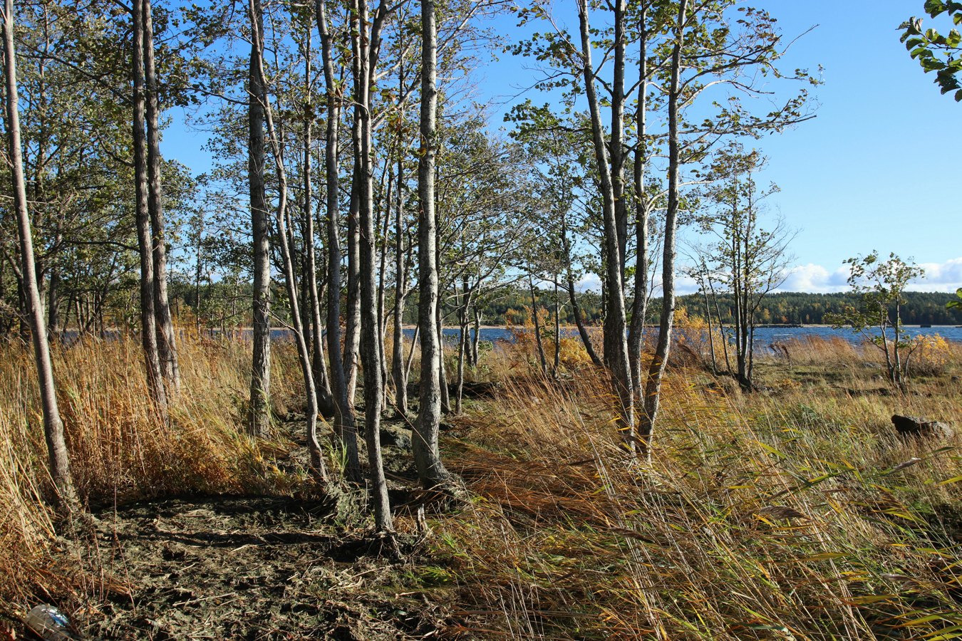 Шепелёвский маяк, image of landscape/habitat.