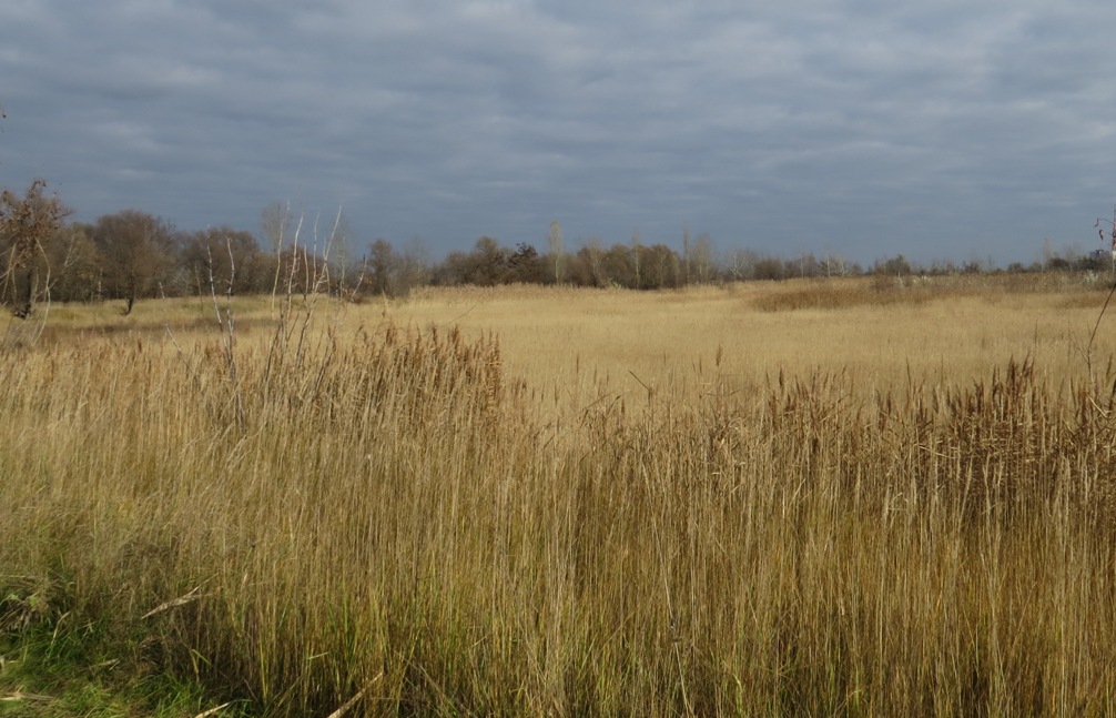 ГКО Курский Рыбозавод, image of landscape/habitat.