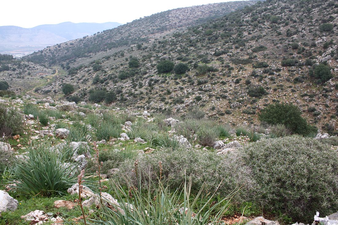 Кармиэль, image of landscape/habitat.
