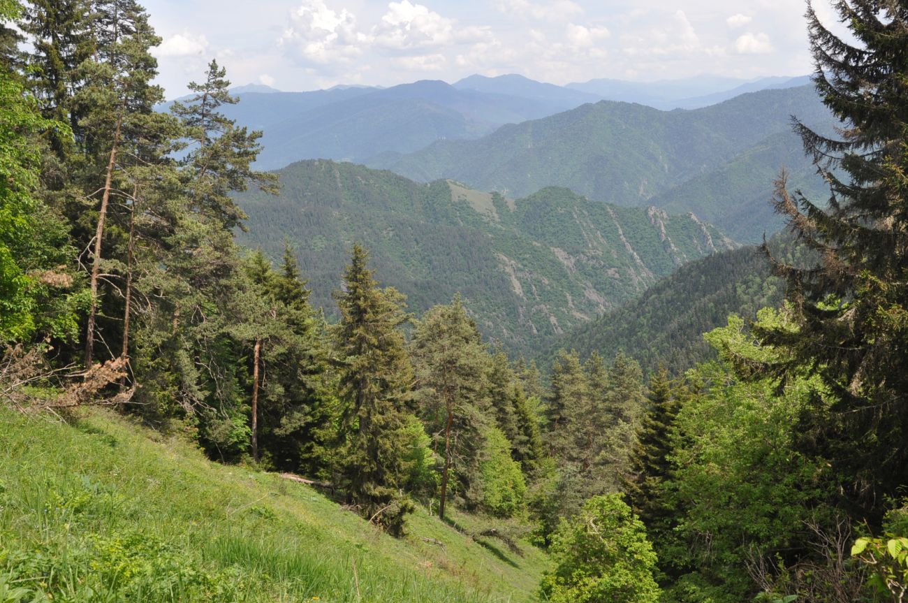 Нац. парк "Боржоми-Харагаули", image of landscape/habitat.