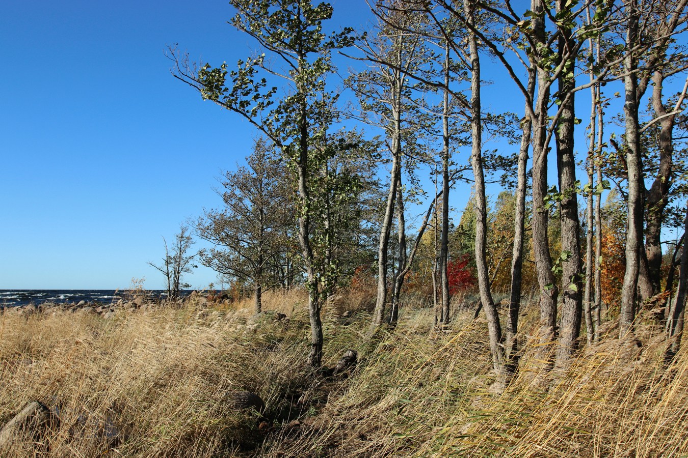 Шепелёвский маяк, image of landscape/habitat.