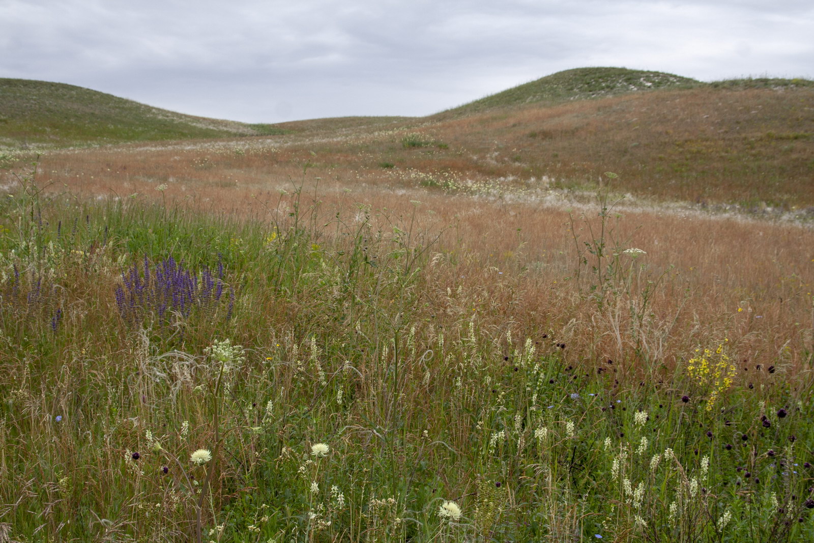 Полунино, image of landscape/habitat.