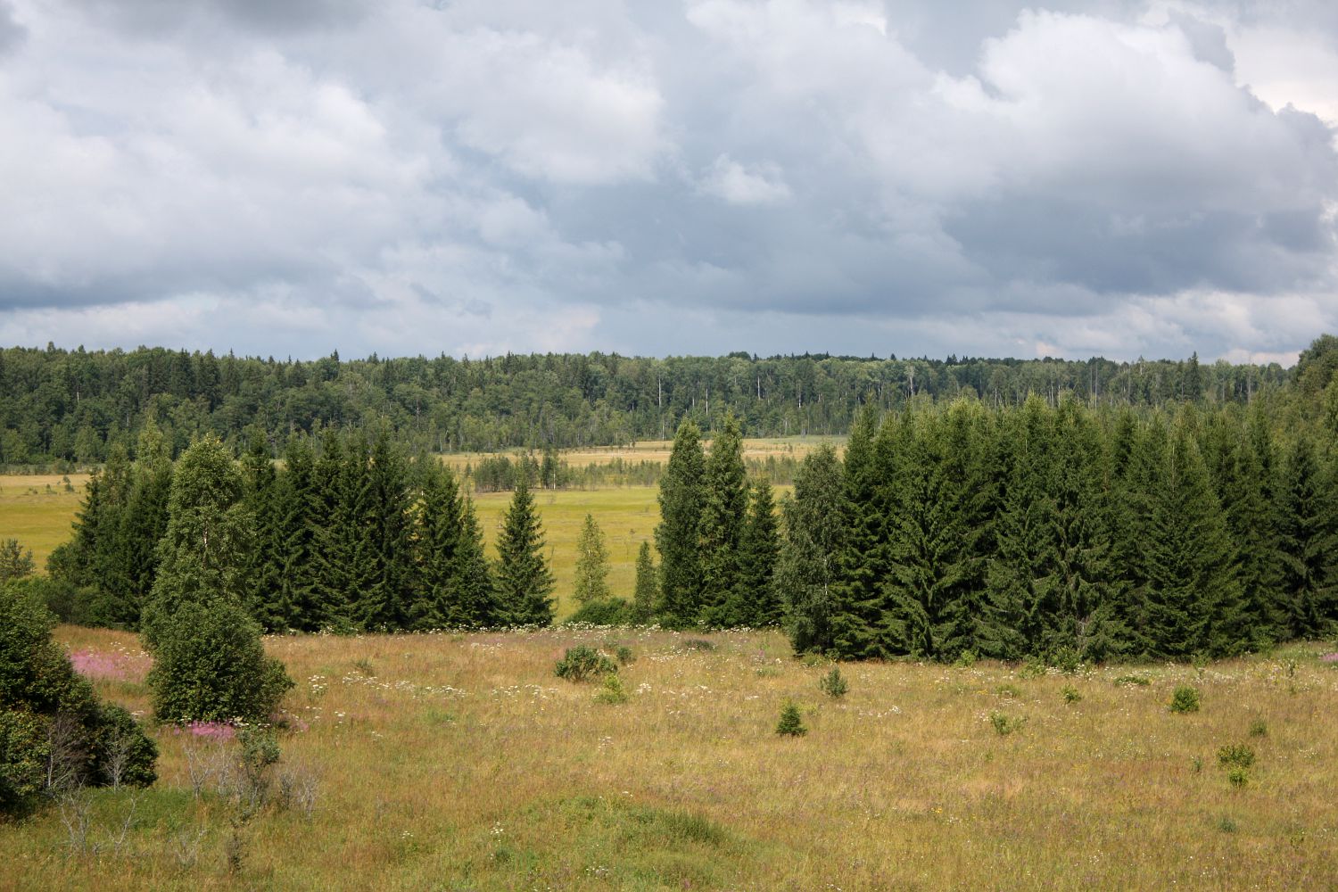 Центрально-Лесной заповедник, юг, изображение ландшафта.