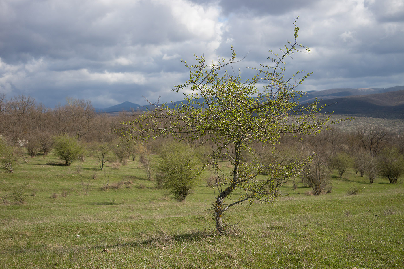 Заброшенные сады, изображение ландшафта.
