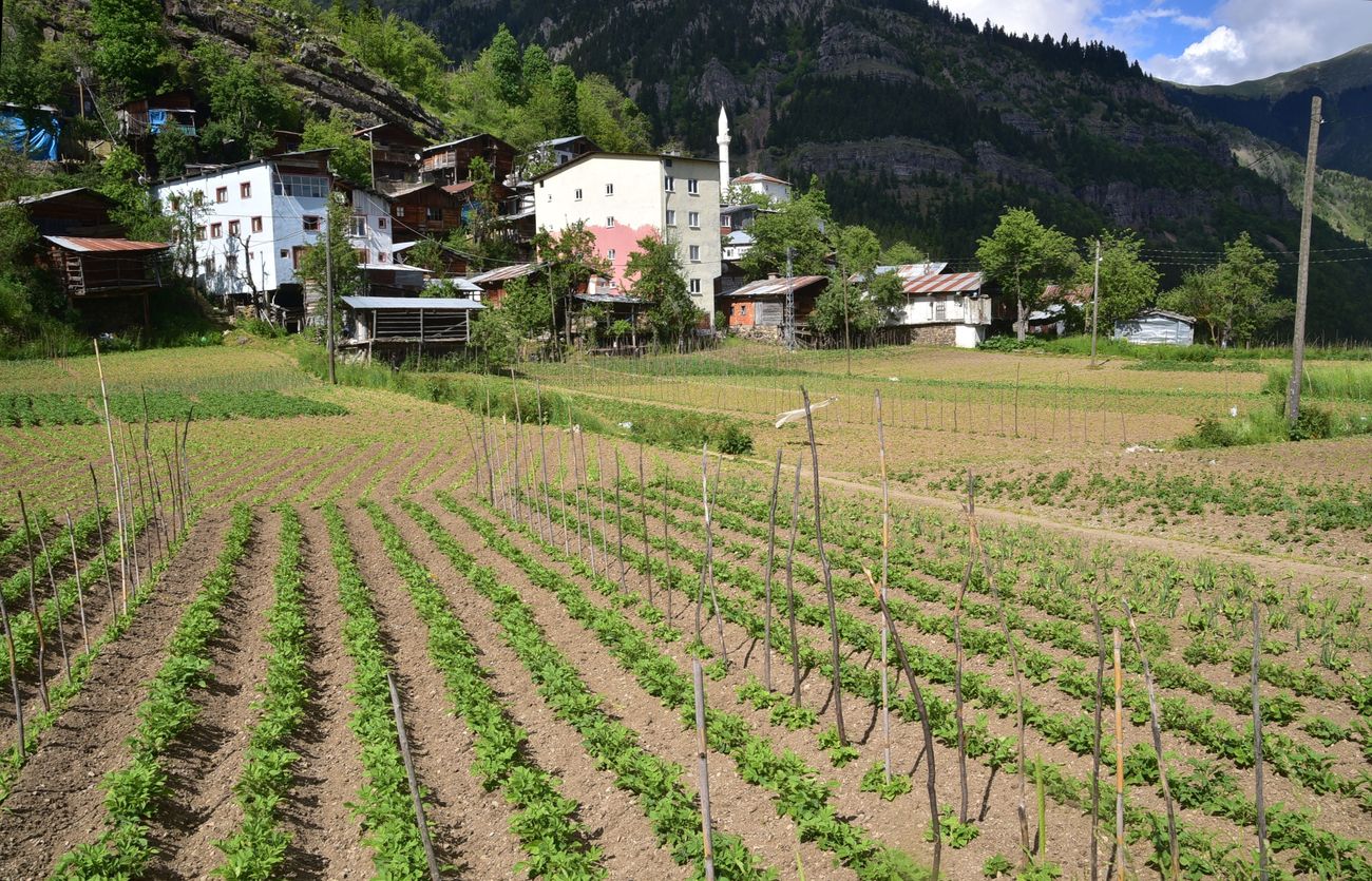 Кашикли, image of landscape/habitat.